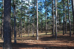 A well managed stand of timber in Bossier Parish