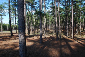 13-03-10-18-53_Billboard Pic Options Pine Tree 009