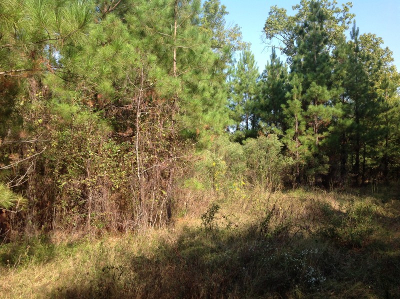 Shilo Rd 30 Tract of Lafayette County Bradley, Arkansas Land For Sale