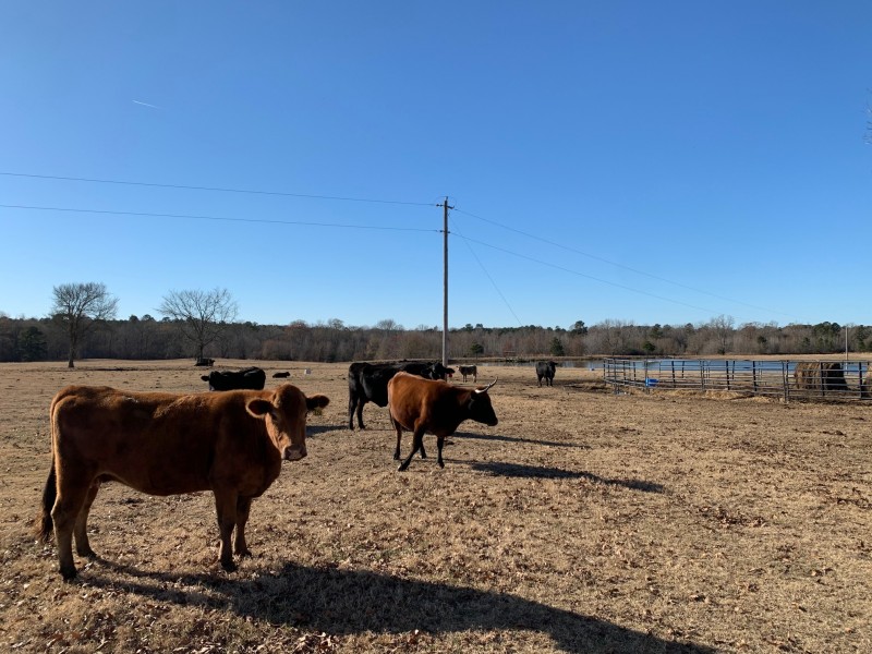 Carraway Ranch 120 of Miller County Brightstar, Arkansas Land For Sale