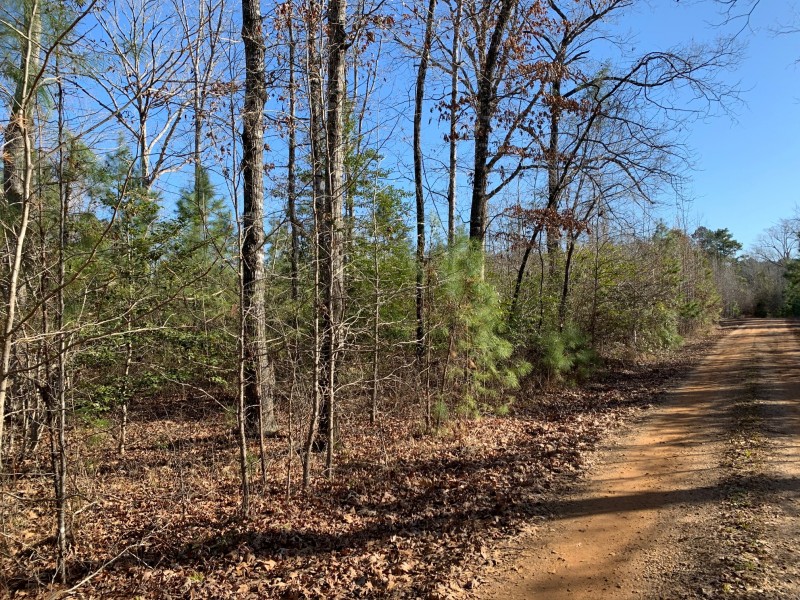 Millerton 41 Haynesville, Louisiana Land For Sale