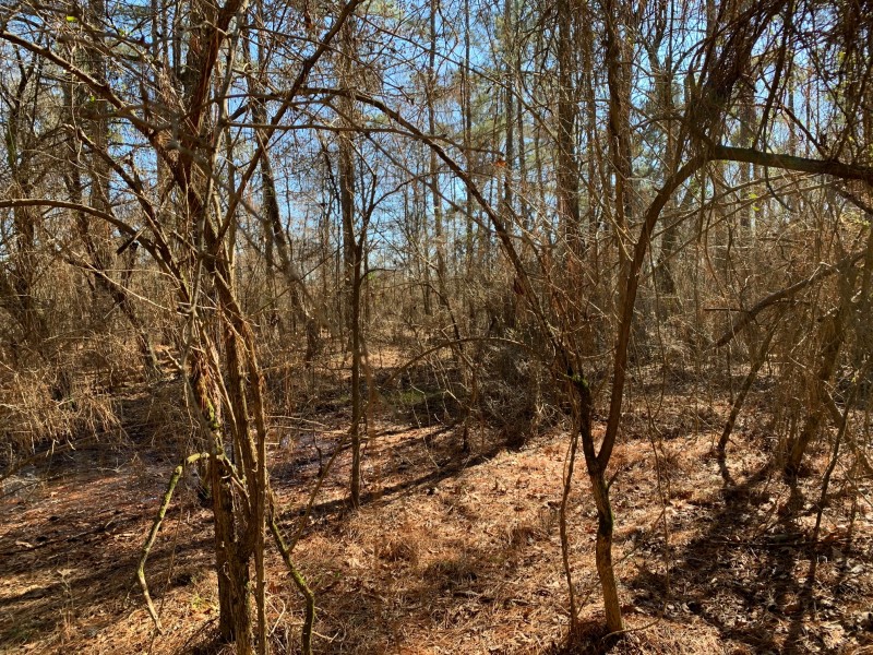 Hwy 157 2 Acres Plain Dealiing, Louisiana Land For Sale