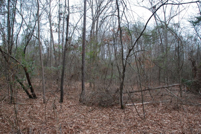Piney woods ford springhill louisiana #4