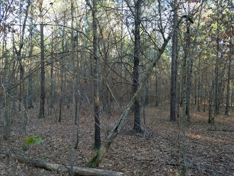 Timothy Road East 65 Springhill, Louisiana Land For Sale